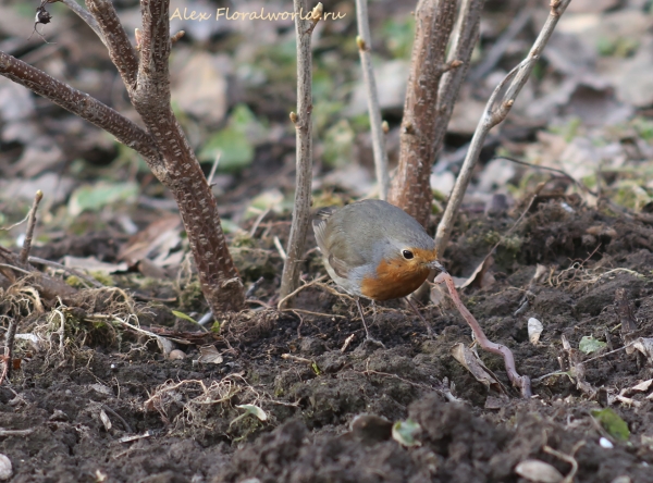 Erithacus rubecula
Ключевые слова: Erithacus rubecula