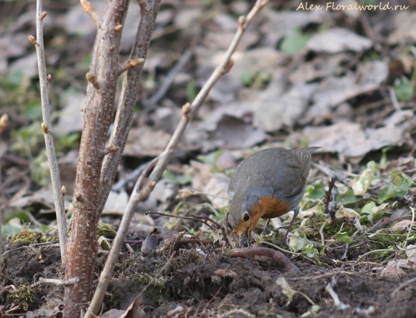 Erithacus rubecula
Ключевые слова: Erithacus rubecula