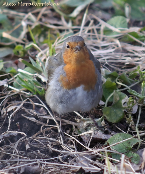 Erithacus rubecula
Ключевые слова: Erithacus rubecula