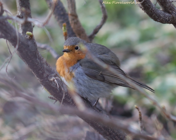 Erithacus rubecula
Ключевые слова: Erithacus rubecula