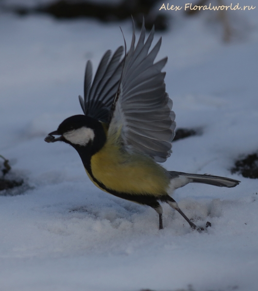 Parus major
Ключевые слова: Parus major