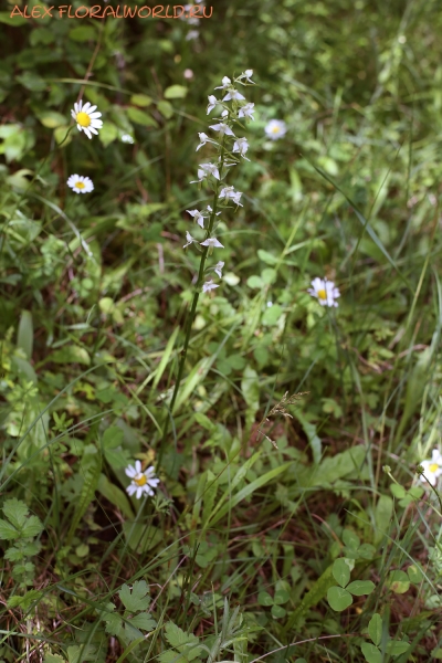 Platanthera
Ключевые слова: Platanthera