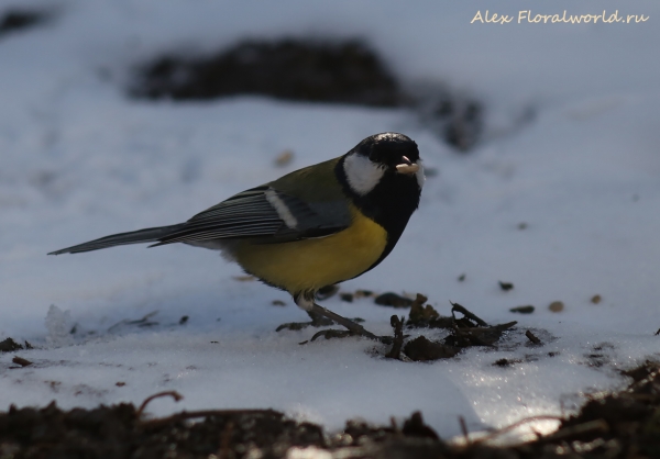 Parus major
Ключевые слова: Parus major