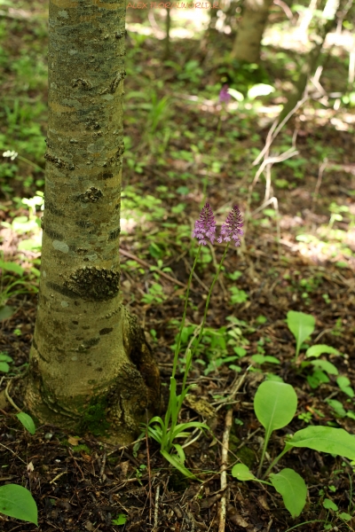 Anacamptis pyramidalis
Ключевые слова: Anacamptis pyramidalis
