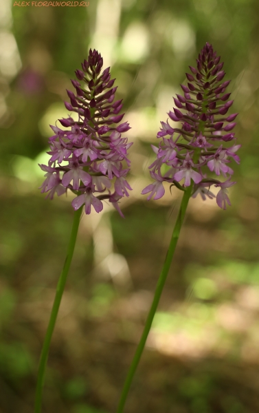 Anacamptis pyramidalis
Ключевые слова: Anacamptis pyramidalis
