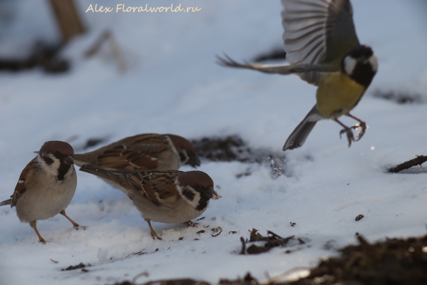 Parus major
Ключевые слова: Parus major