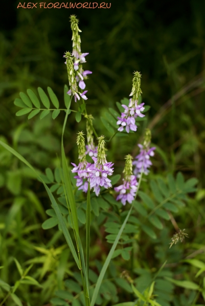 Galega officinalis
Ключевые слова: Galega officinalis