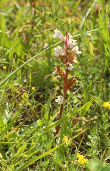 Orobanche
Ключевые слова: Orobanche