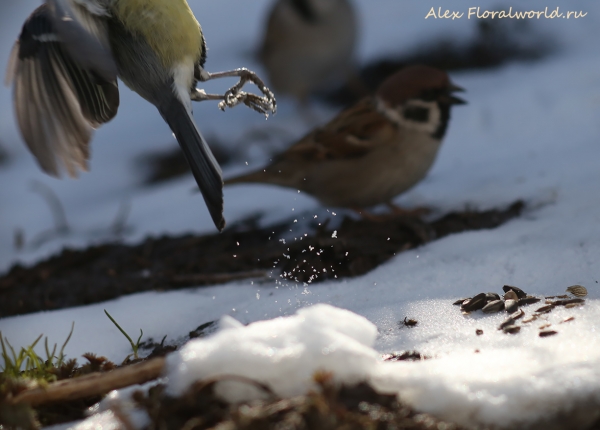 Parus major
Ключевые слова: Parus major
