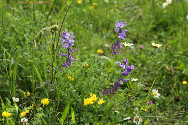 Polygala amoenissima
Ключевые слова: Polygala amoenissima