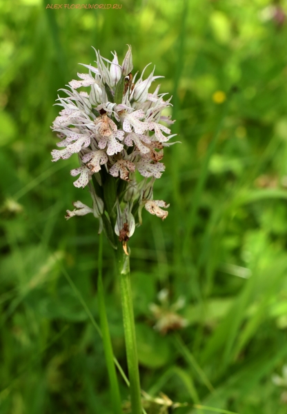 Neotinea tridentata
Ключевые слова: Neotinea tridentata