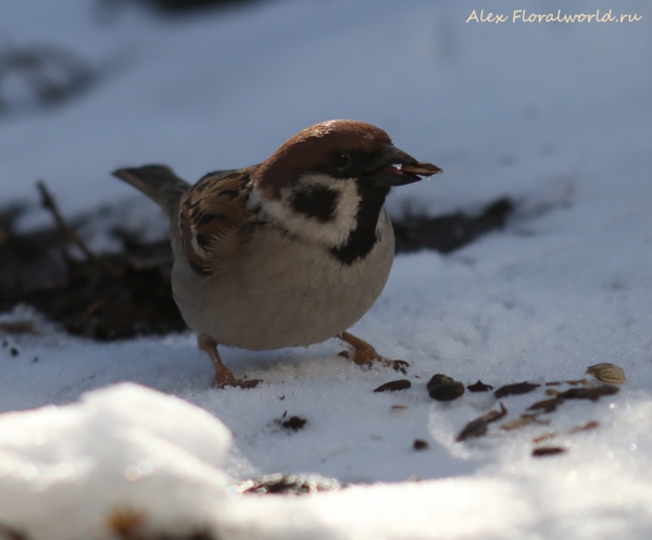 Passer montanus
Ключевые слова: Passer montanus