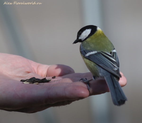 Parus major
Ключевые слова: Parus major