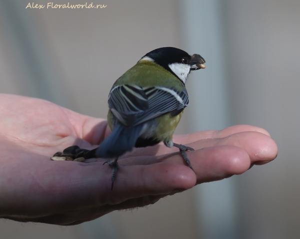 Parus major
Ключевые слова: Parus major