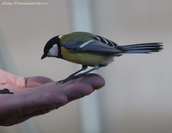 Parus major
Ключевые слова: Parus major