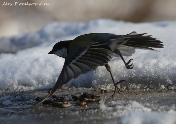 Parus major
Ключевые слова: Parus major