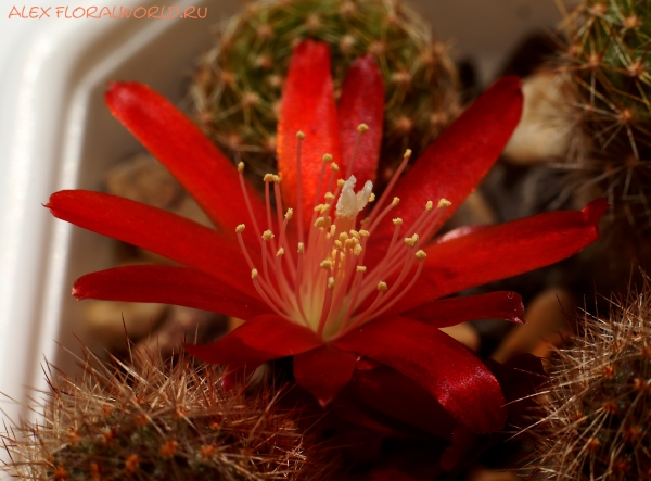 Aylostera fulviseta WR 319
Ключевые слова: Aylostera fulviseta