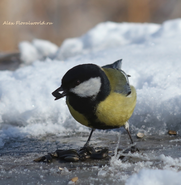 Parus major
Ключевые слова: Parus major