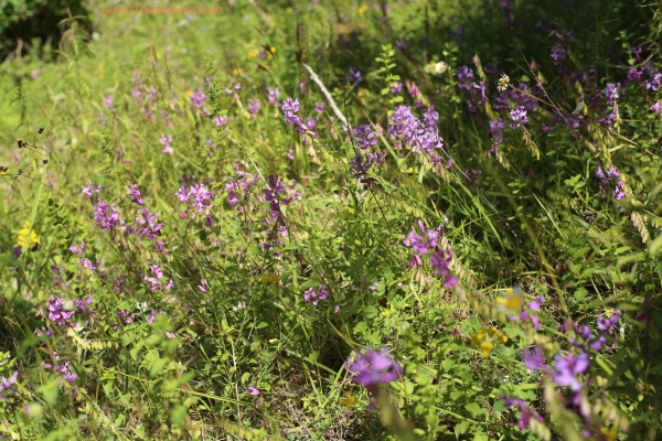 Polygala amoenissima
Ключевые слова: Polygala amoenissima