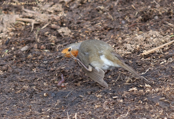 Erithacus rubecula
Ключевые слова: Erithacus rubecula