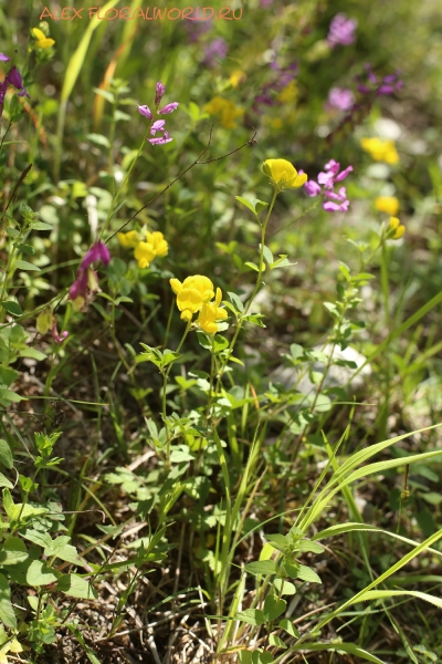 Lotus corniculatus
Ключевые слова: Lotus corniculatus
