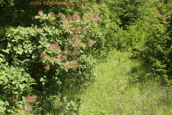 Cotinus coggygria
Ключевые слова: Cotinus coggygria