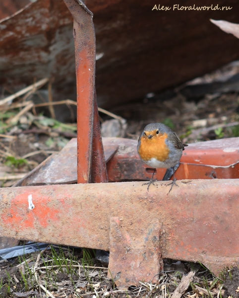 Erithacus rubecula
Ключевые слова: Erithacus rubecula