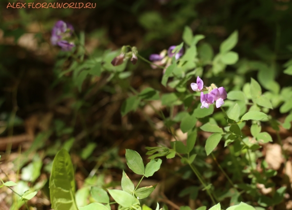 Lathyrus laxiflorus
Ключевые слова: Lathyrus laxiflorus