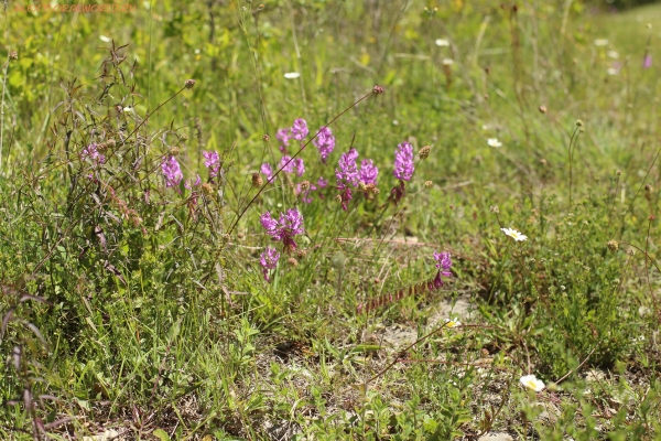 Polygala amoenissima
Ключевые слова: Polygala amoenissima