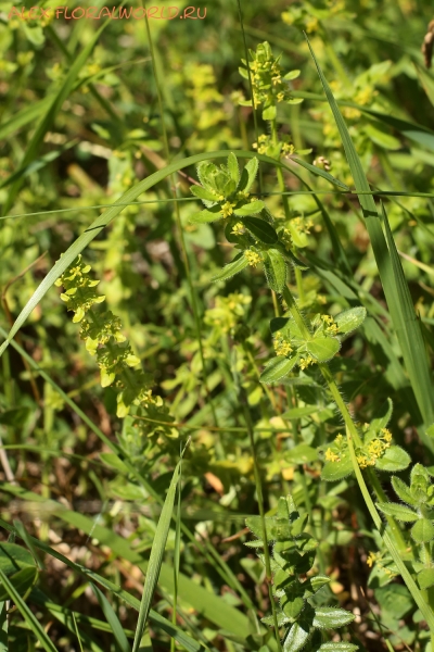 Cruciata laevipes
Ключевые слова: Cruciata laevipes