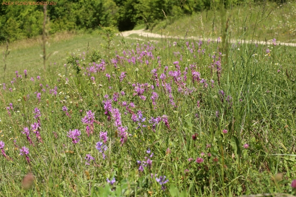 Polygala amoenissima
Ключевые слова: Polygala amoenissima