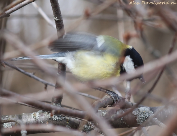 Parus major
Ключевые слова: Parus major
