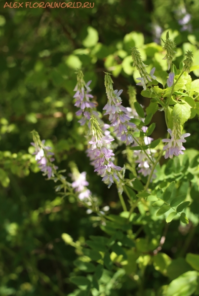 Galega officinalis
Ключевые слова: Galega officinalis