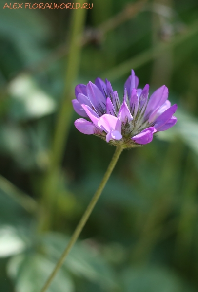 Psoralea bituminosa ssp. pontica 
Ключевые слова: Psoralea bituminosa ssp. pontica