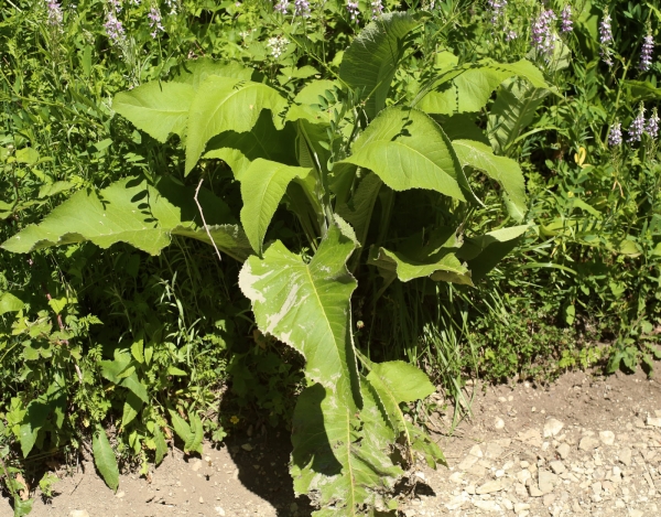 Inula helenium
Ключевые слова: Inula helenium