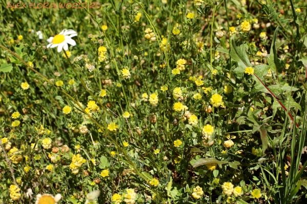 Trifolium campestre
Ключевые слова: Trifolium campestre