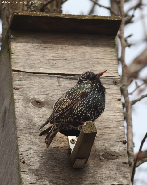 Sturnus vulgaris
Ключевые слова: Sturnus vulgaris