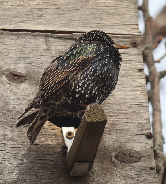 Sturnus vulgaris
Ключевые слова: Sturnus vulgaris