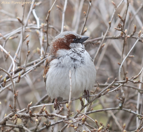 Passer domesticus
Ключевые слова: Passer domesticus