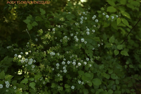 Dorycnium
Ключевые слова: Dorycnium