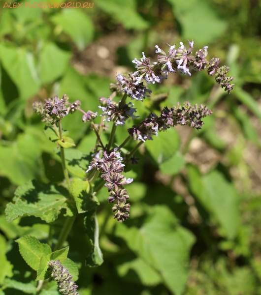 Salvia verticillata
Ключевые слова: Salvia verticillata