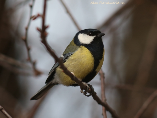 Parus major
Ключевые слова: Parus major