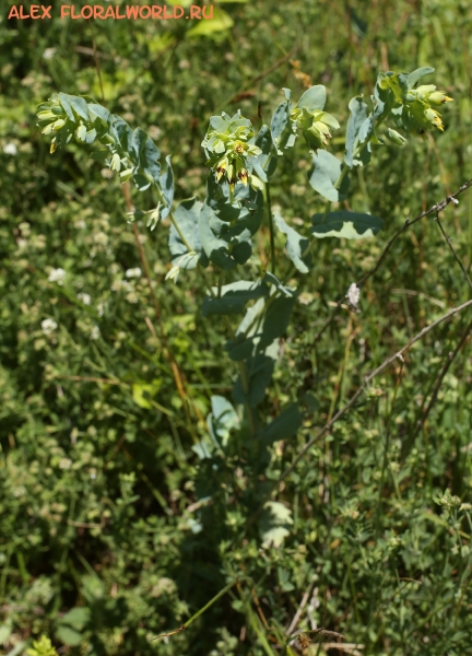 Cerinthe minor
Ключевые слова: Cerinthe minor