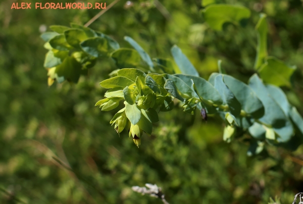 Cerinthe minor
Ключевые слова: Cerinthe minor