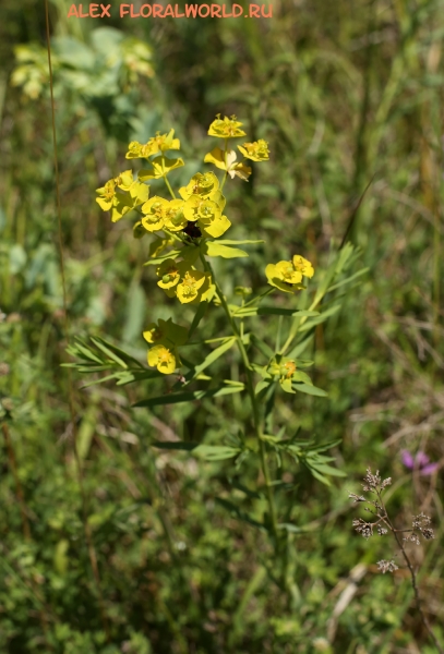 Euphorbia virgata
Ключевые слова: Euphorbia virgata
