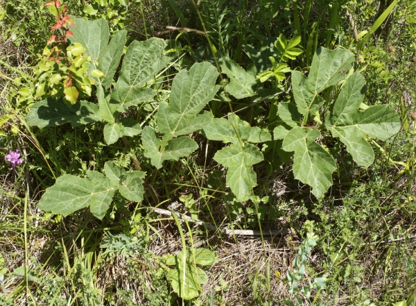 Heracleum
Ключевые слова: Heracleum