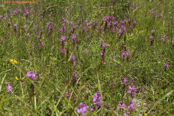 Polygala amoenissima
Ключевые слова: Polygala amoenissima