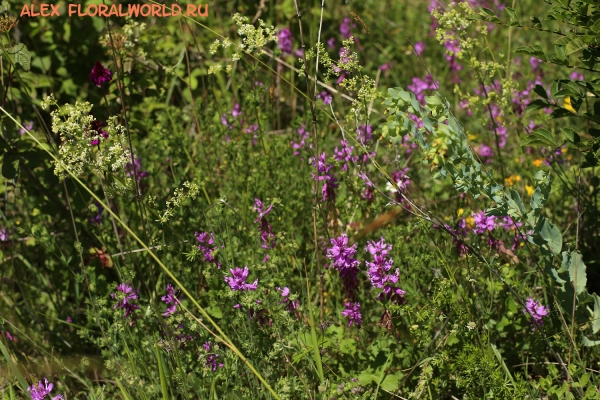 Polygala amoenissima
Ключевые слова: Polygala amoenissima