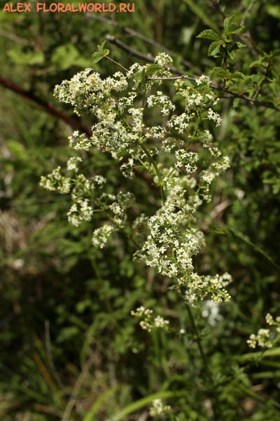 Galium album
Ключевые слова: Galium album