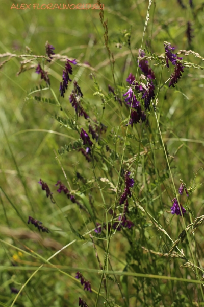 Vicia
Ключевые слова: Vicia